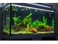 fish-aquarium-with-fish-decorations-accessories-small-0