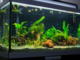 fish-aquarium-with-fish-decorations-accessories