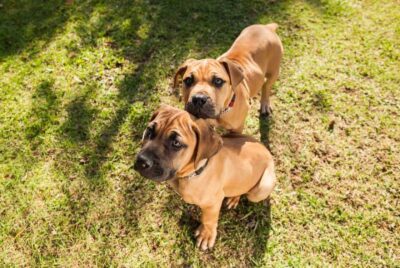 Healthy Puppies for Sale in Kenya – Friendly, Playful and Well Cared For