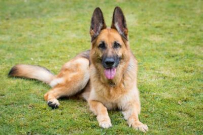 Dogs for Sale in Kenya: What Responsible Buyers Should Look For